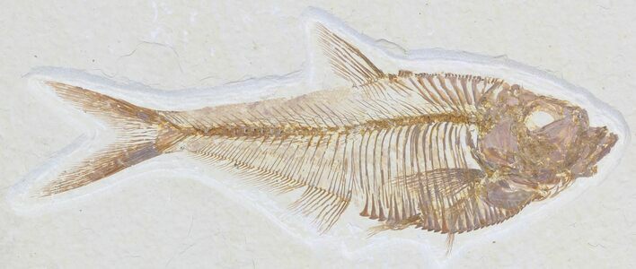 Detailed Diplomystus Fish Fossil From Wyoming #32731